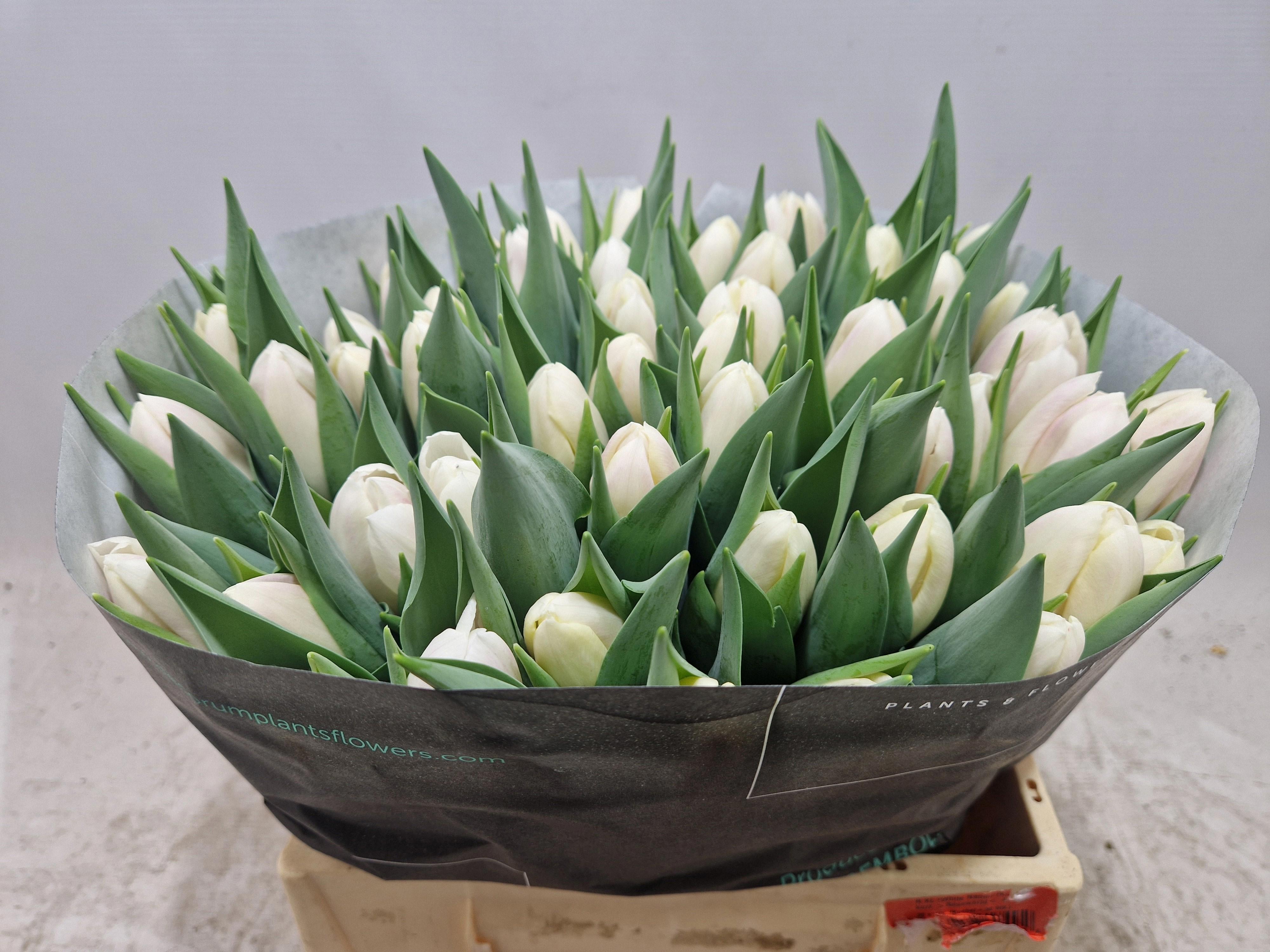 50x Tulipa ghost en 40cm