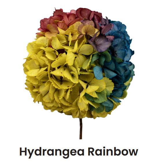 1x Dc pres.hydr.rainbow