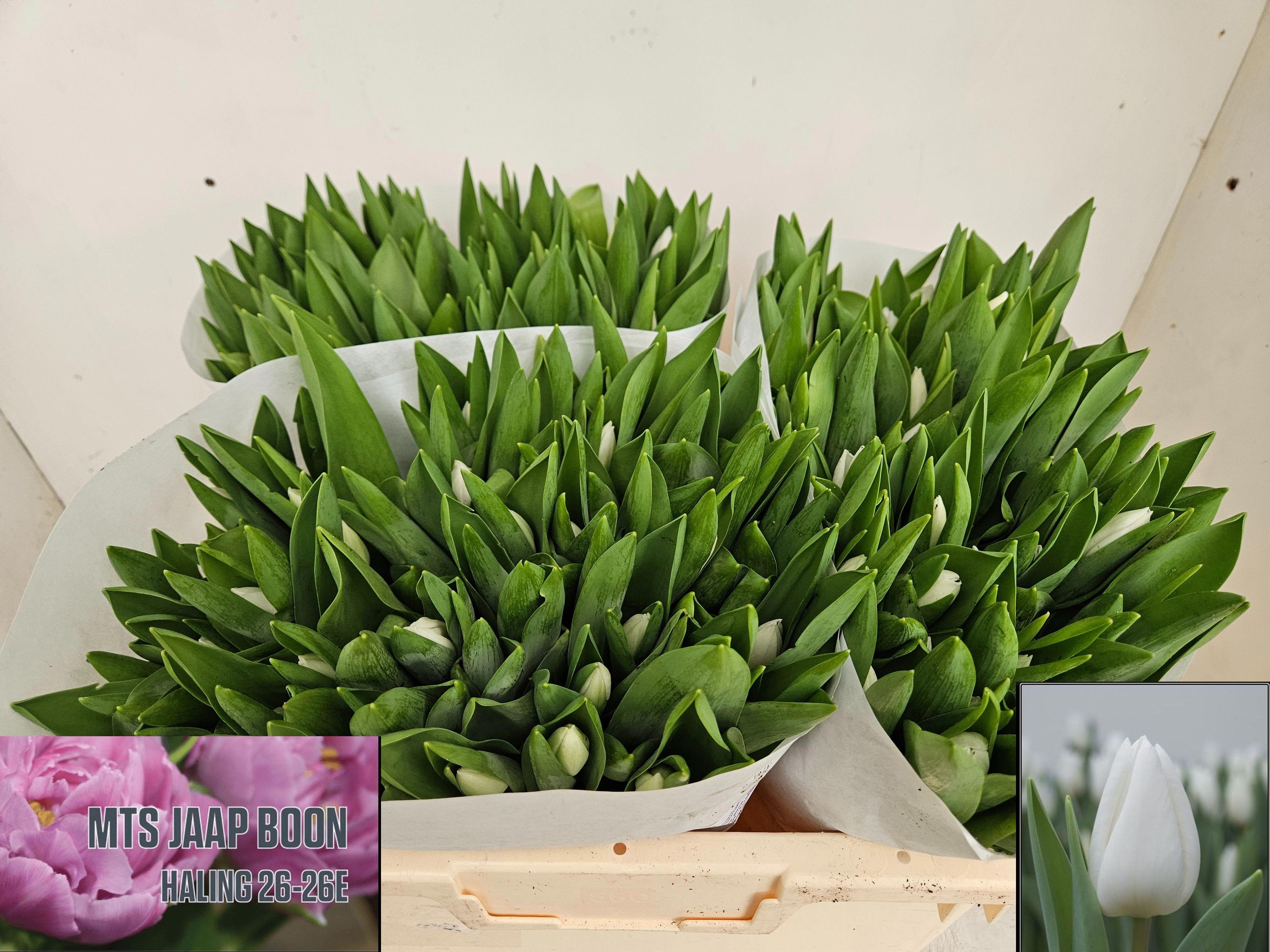 50x Tulipa royal virgin en 30cm