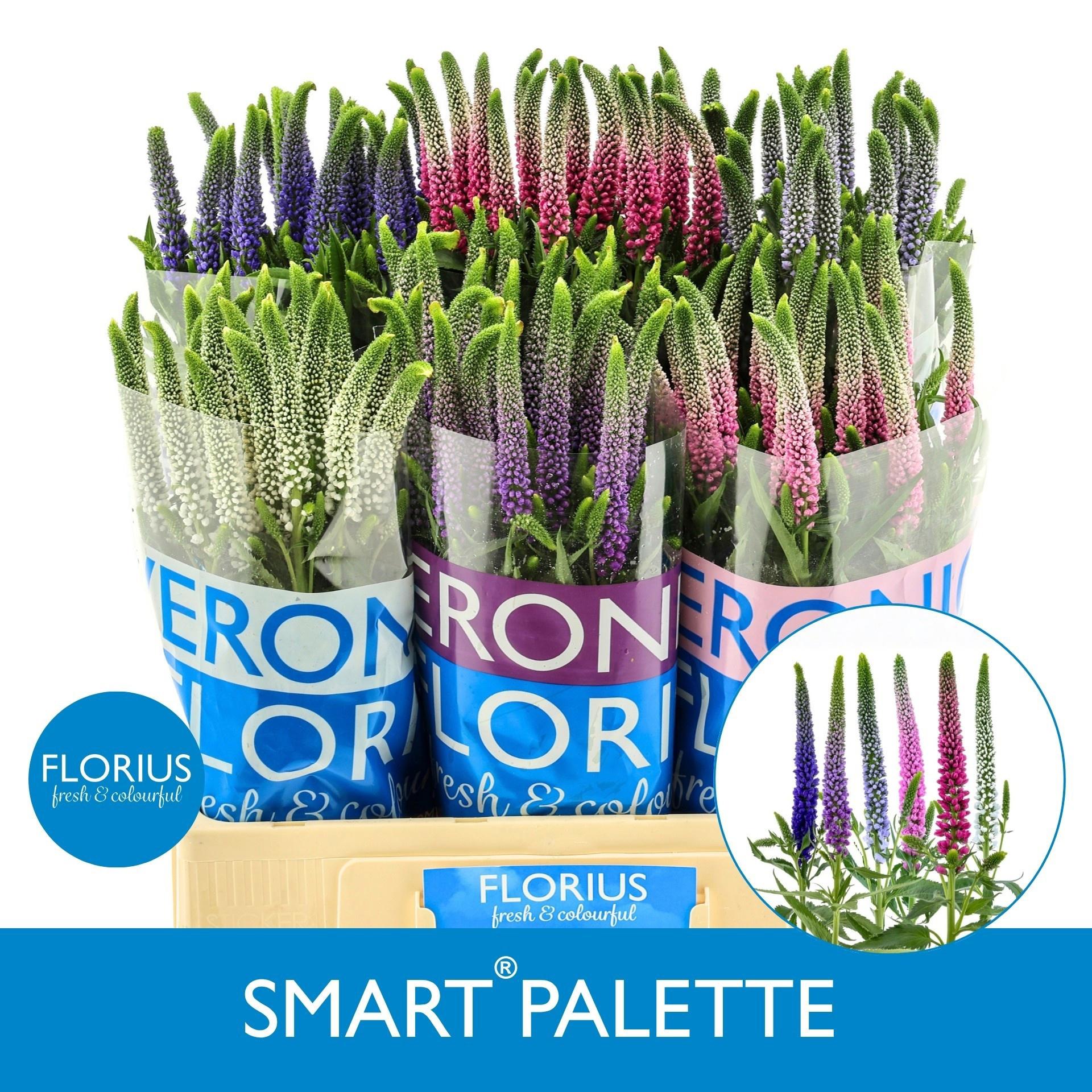 25x Veron.smart palette 60cm