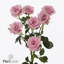 10x Rosa leila 50cm