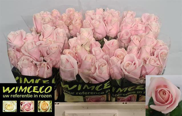10x Rosa sweet avalanche+ 50cm
