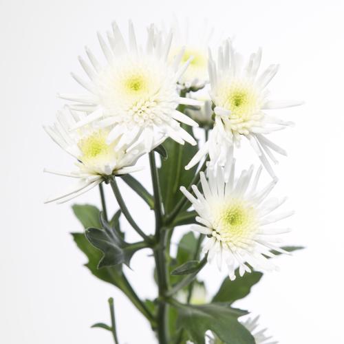 25x Chrysant san.maradona 50cm