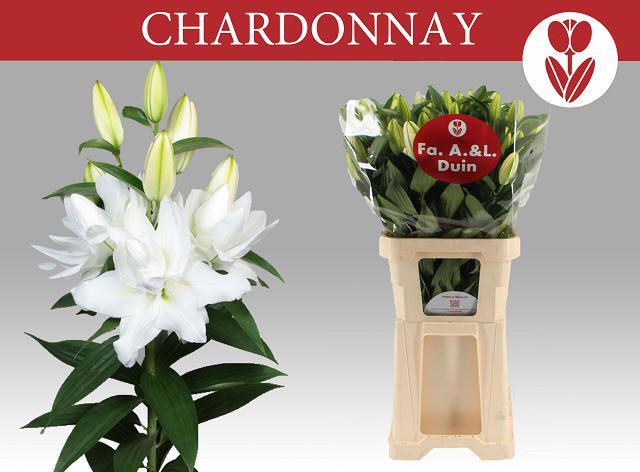10x Lil.chardonnay du or 80cm