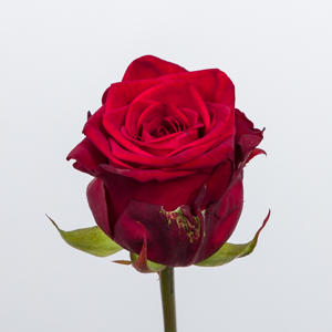 60x Rosa red naomi! 60cm