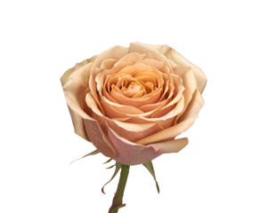 24x Rosa golden mustard 50cm