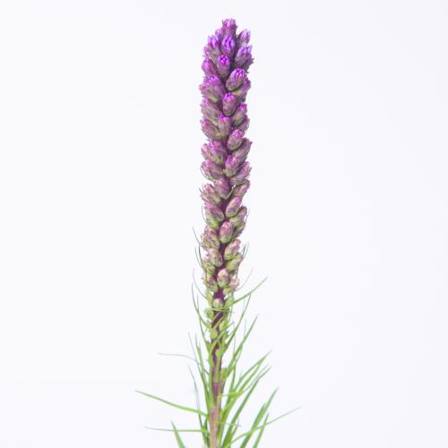 50x Liatris callilepis 70cm