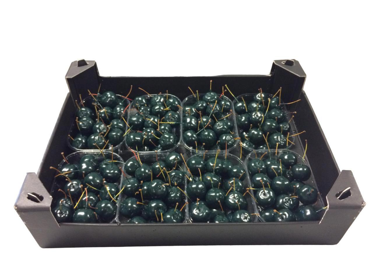 8x Sf malus wax dennengroen