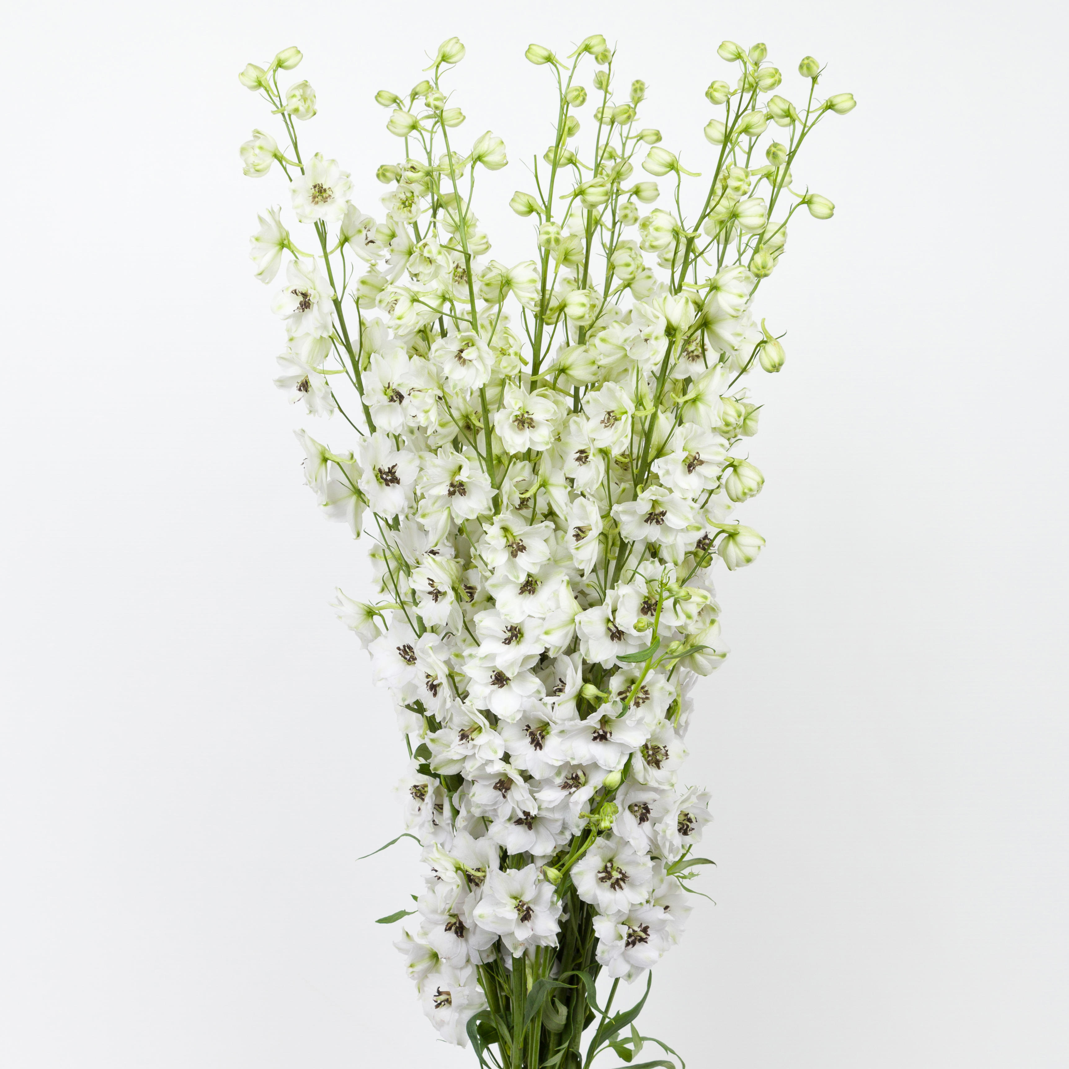 10x Delph.dewi rocket du 80cm