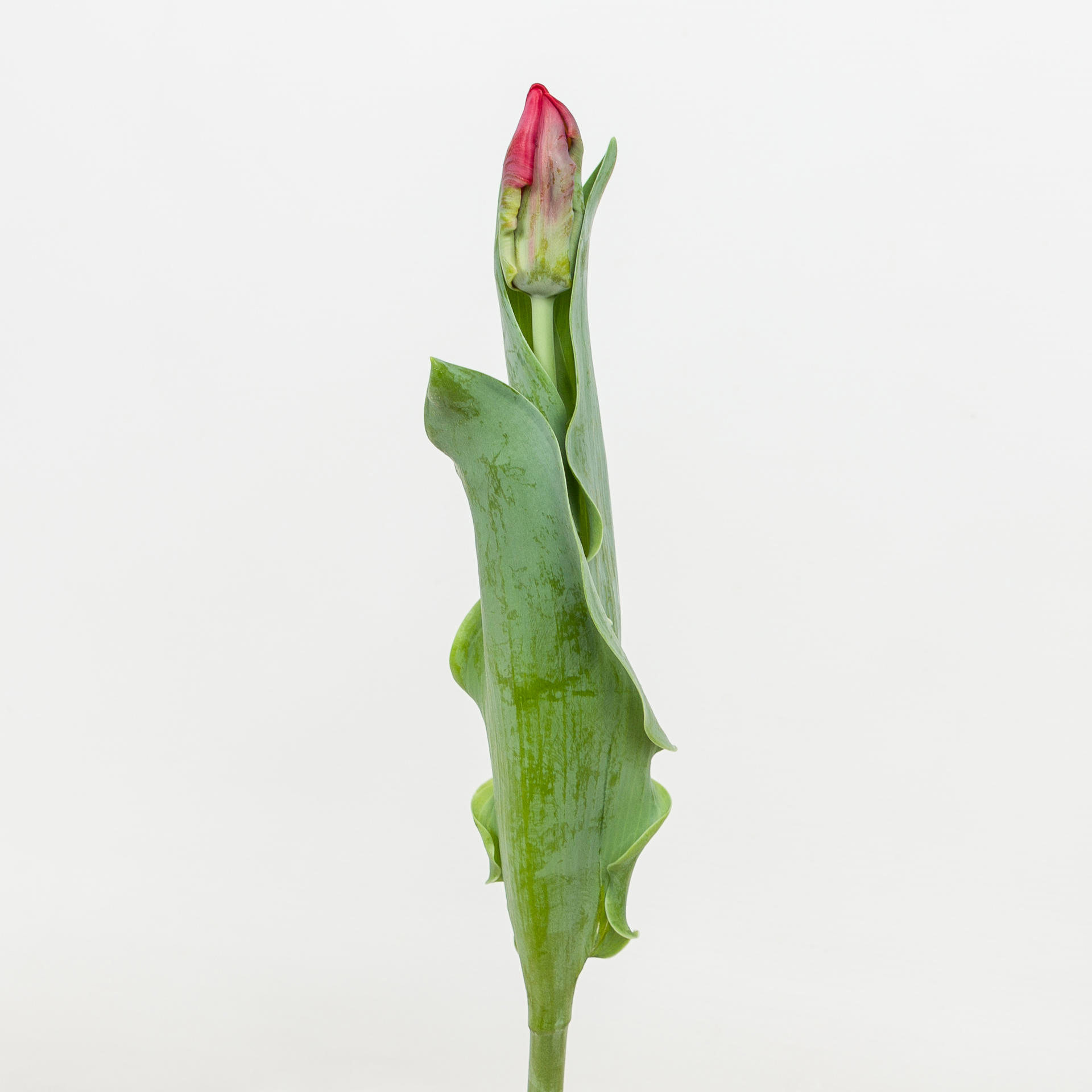 50x Tulipa seadov parrot pa 30cm