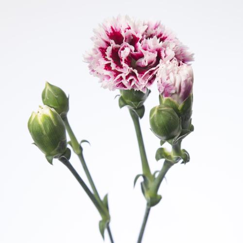 10x Dian.tr.fiorino value 60cm