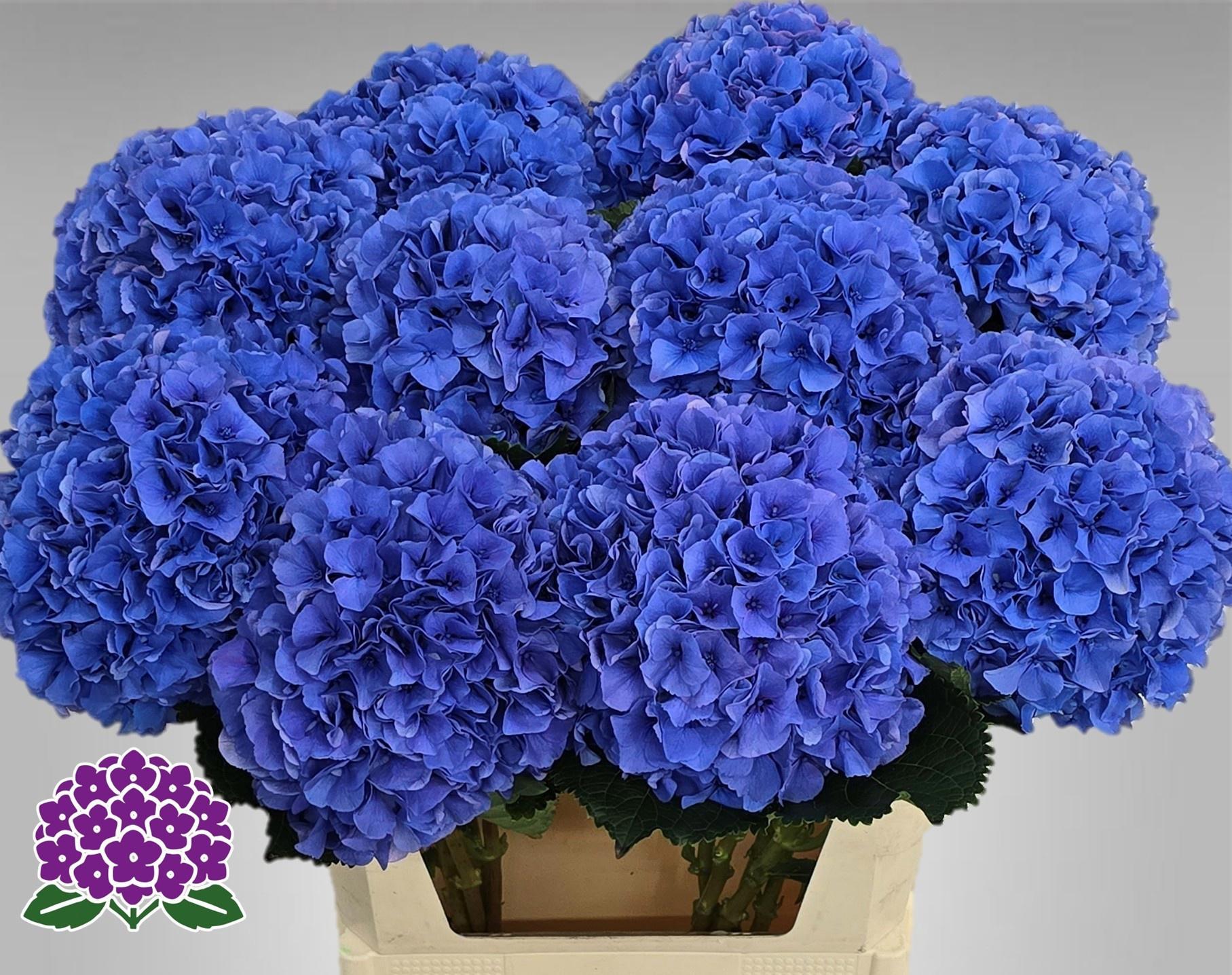 10x Hydr.royal parade 80cm