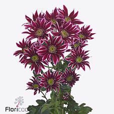 10x Chrysant bolte 70cm