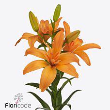 10x Lil.twinlife orange az 80cm