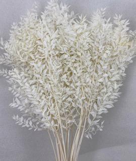 5x Dc ruscus bleached white 70cm