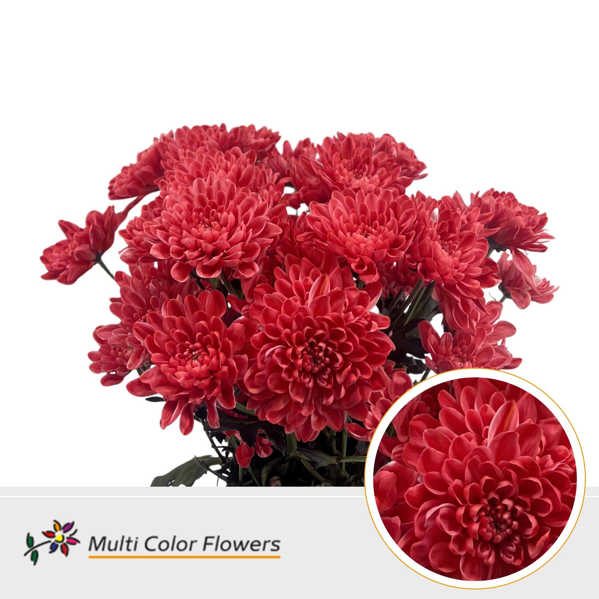 10x Chrysant altaj red 60cm