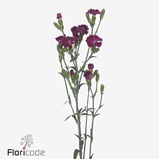 20x Dian.tr.raffine lilliput forever 60cm