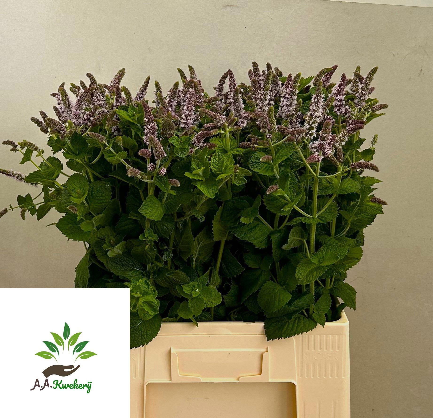 20x Mentha jocka 70cm