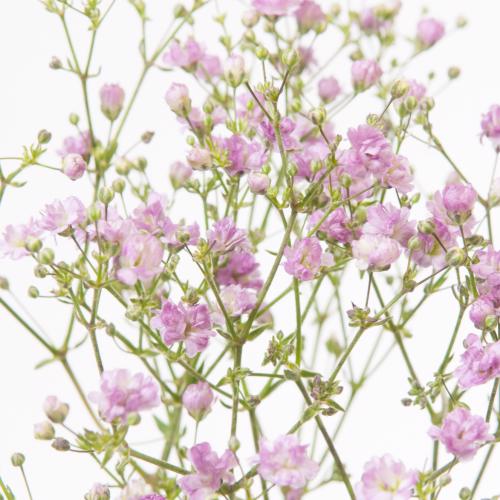25x Gipskruid my pink 70cm