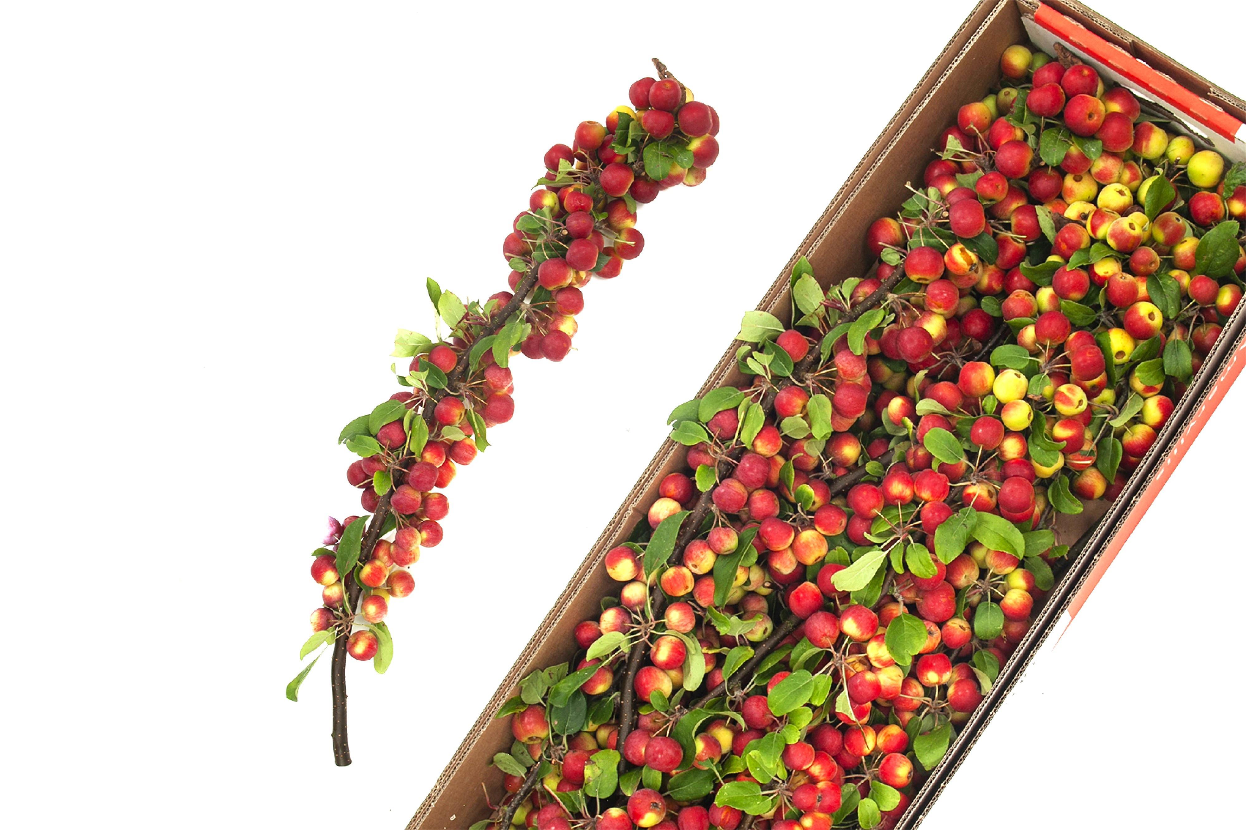 10x Tk appeltak red sentinel 60cm