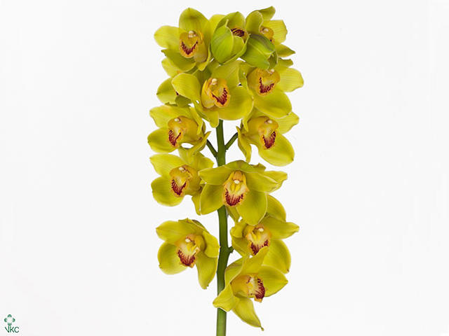 12x Cymb.tak femba yellow 50cm