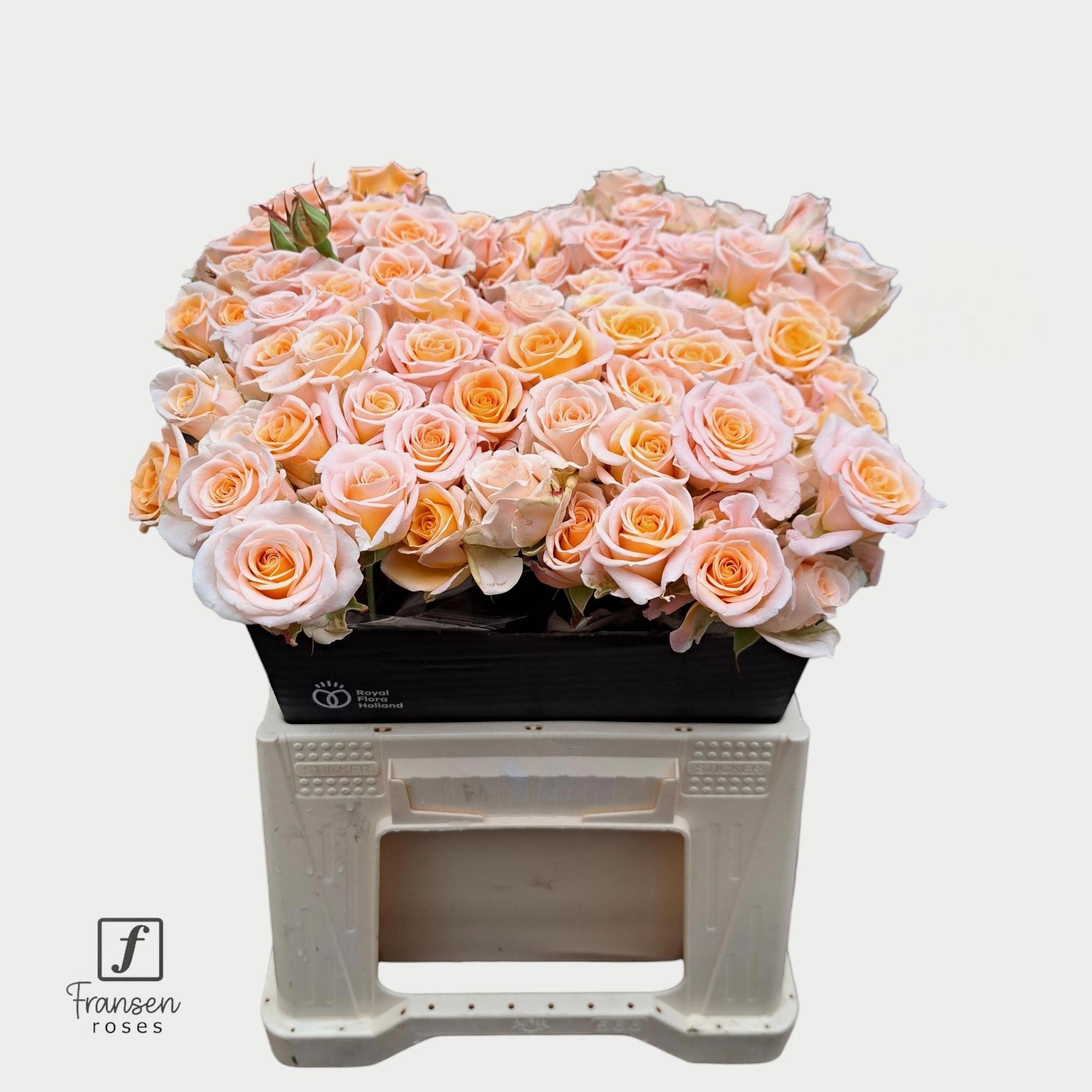 10x Rosa tr. morning star 40cm
