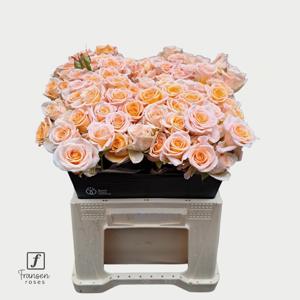 10x Rosa morning star 40cm