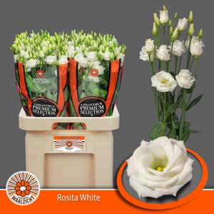 10x Eust.rosita white du 70cm