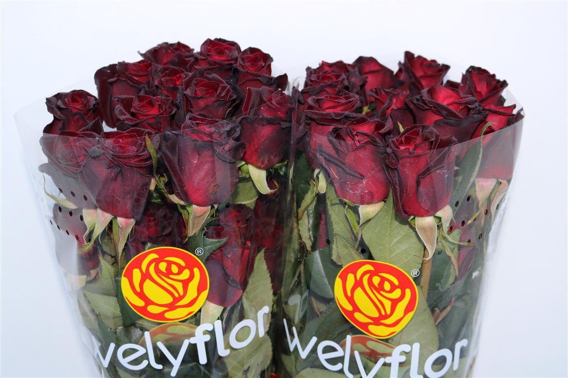 25x Rosa black baccara 60cm