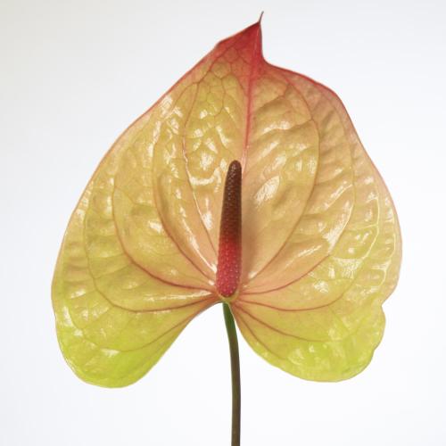 12x Anth.licosa 10cm