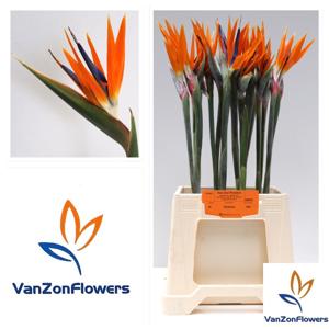 16x Strelitzia reginae 10cm