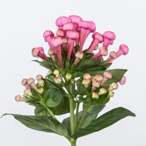 10x Bouv.royal roza 40cm