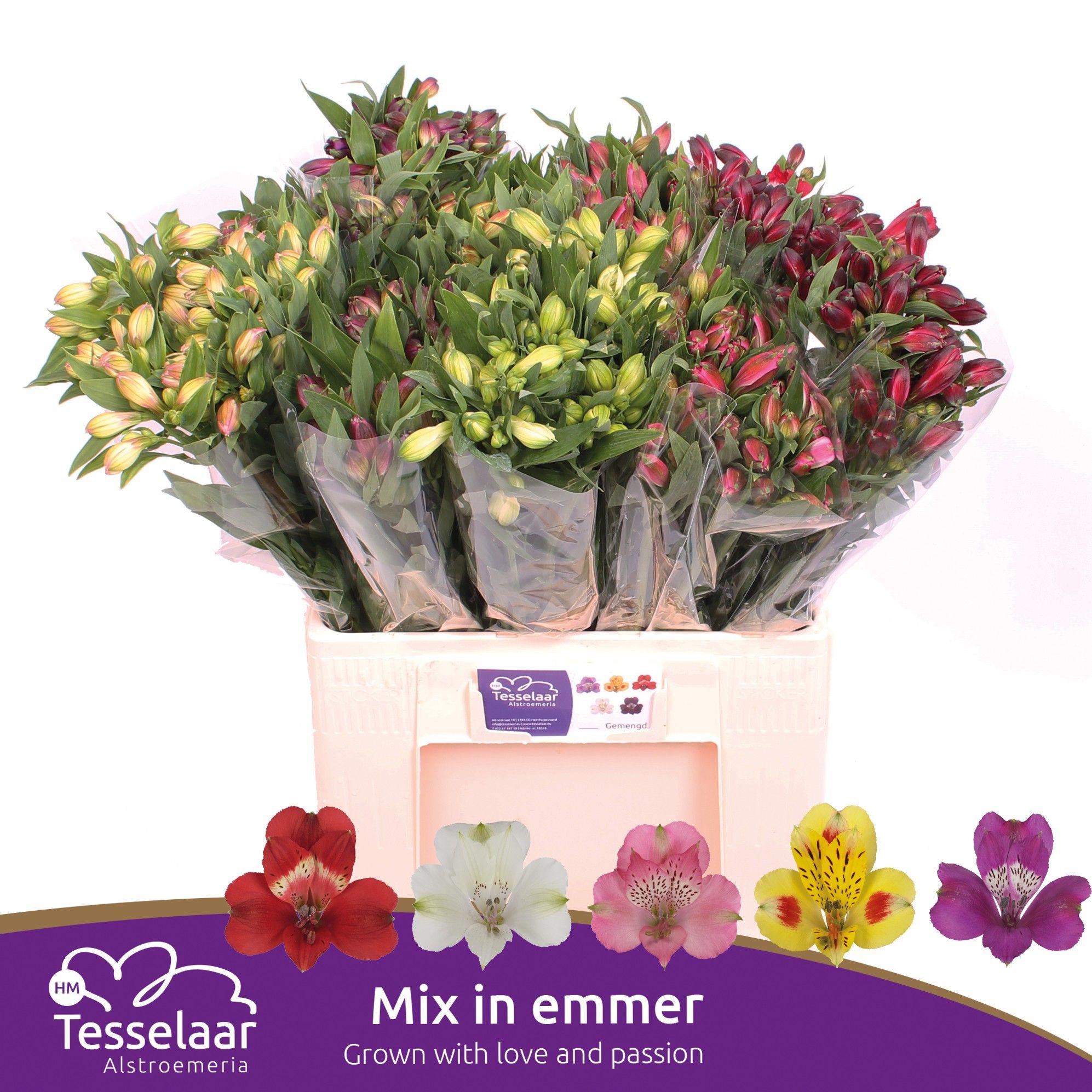 100x Alstroemeria mix var. 60cm