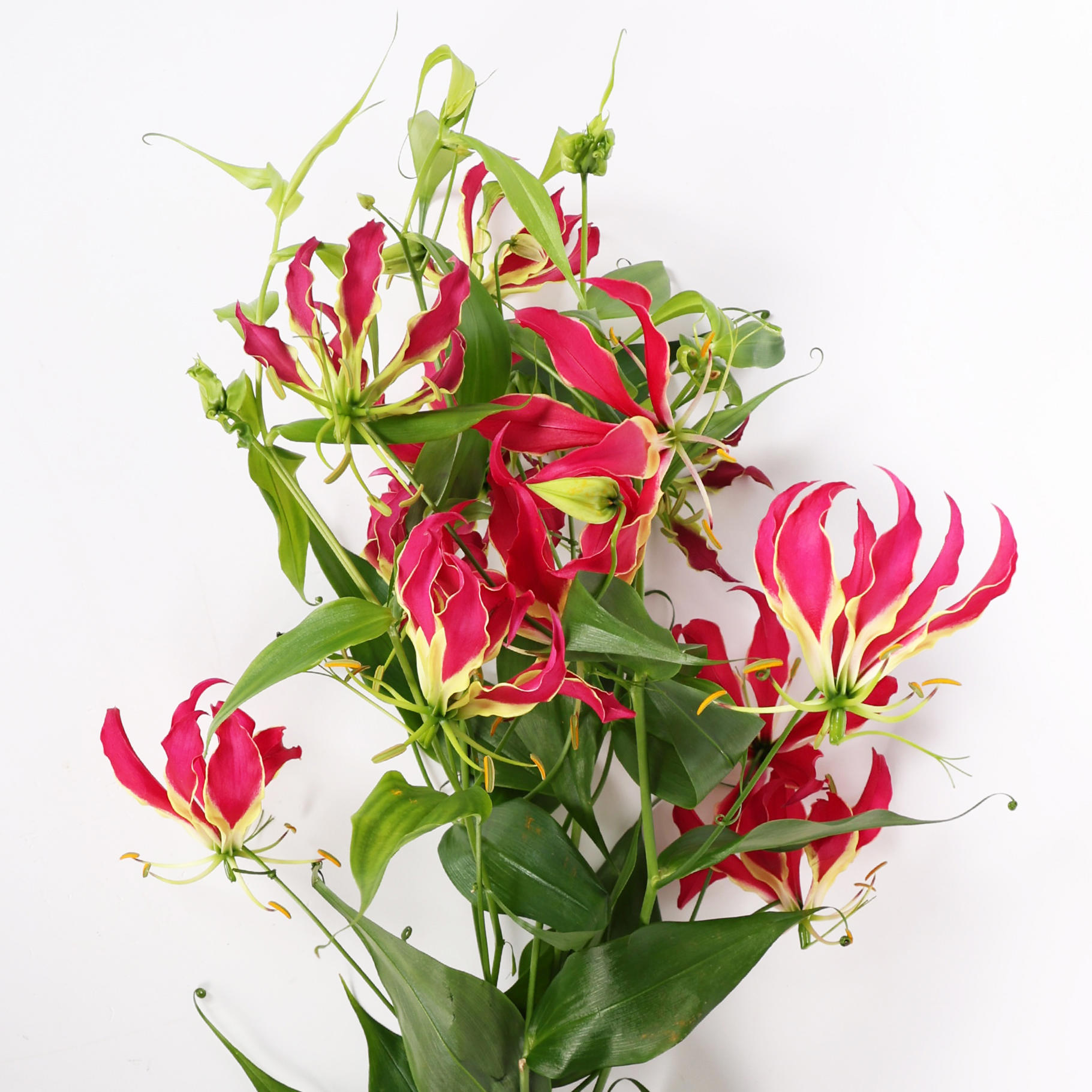 10x Gloriosa rothschildiana 10cm