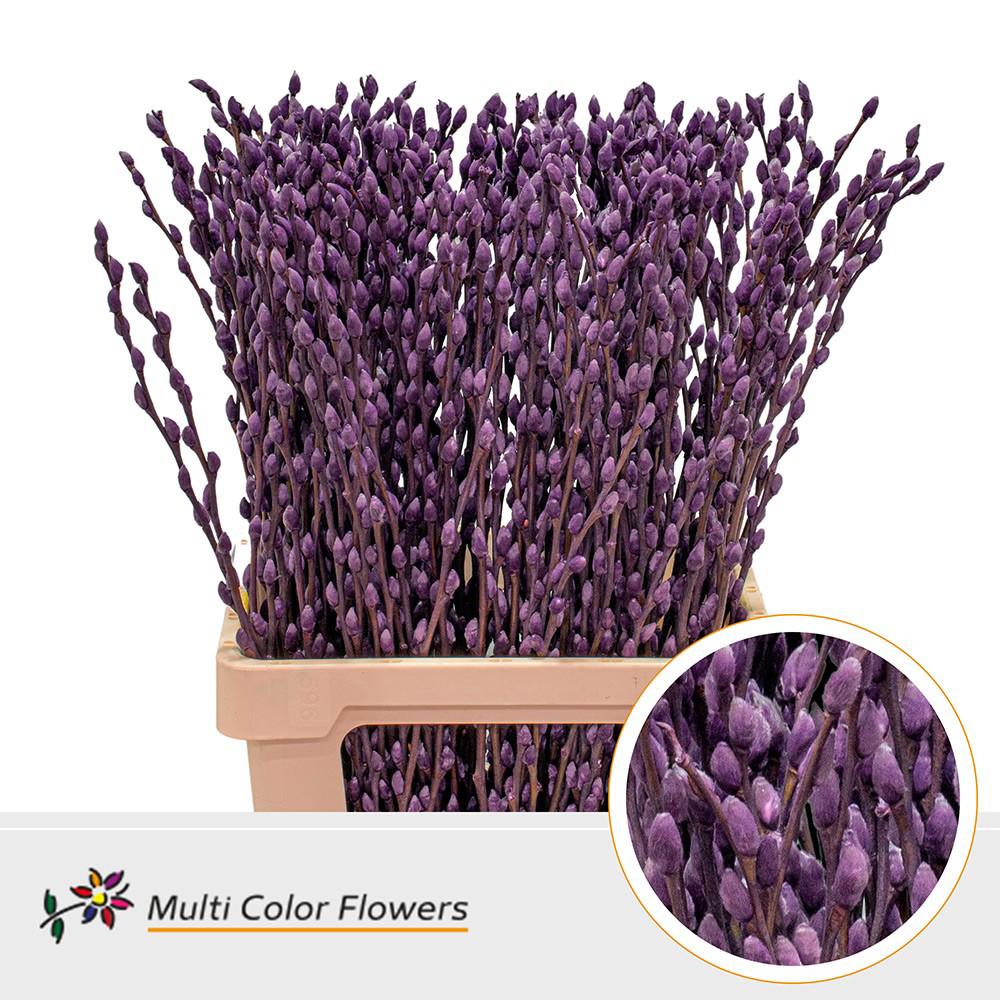 50x Tk salix katjes lila 70cm