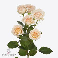 10x Rosa morning star 40cm