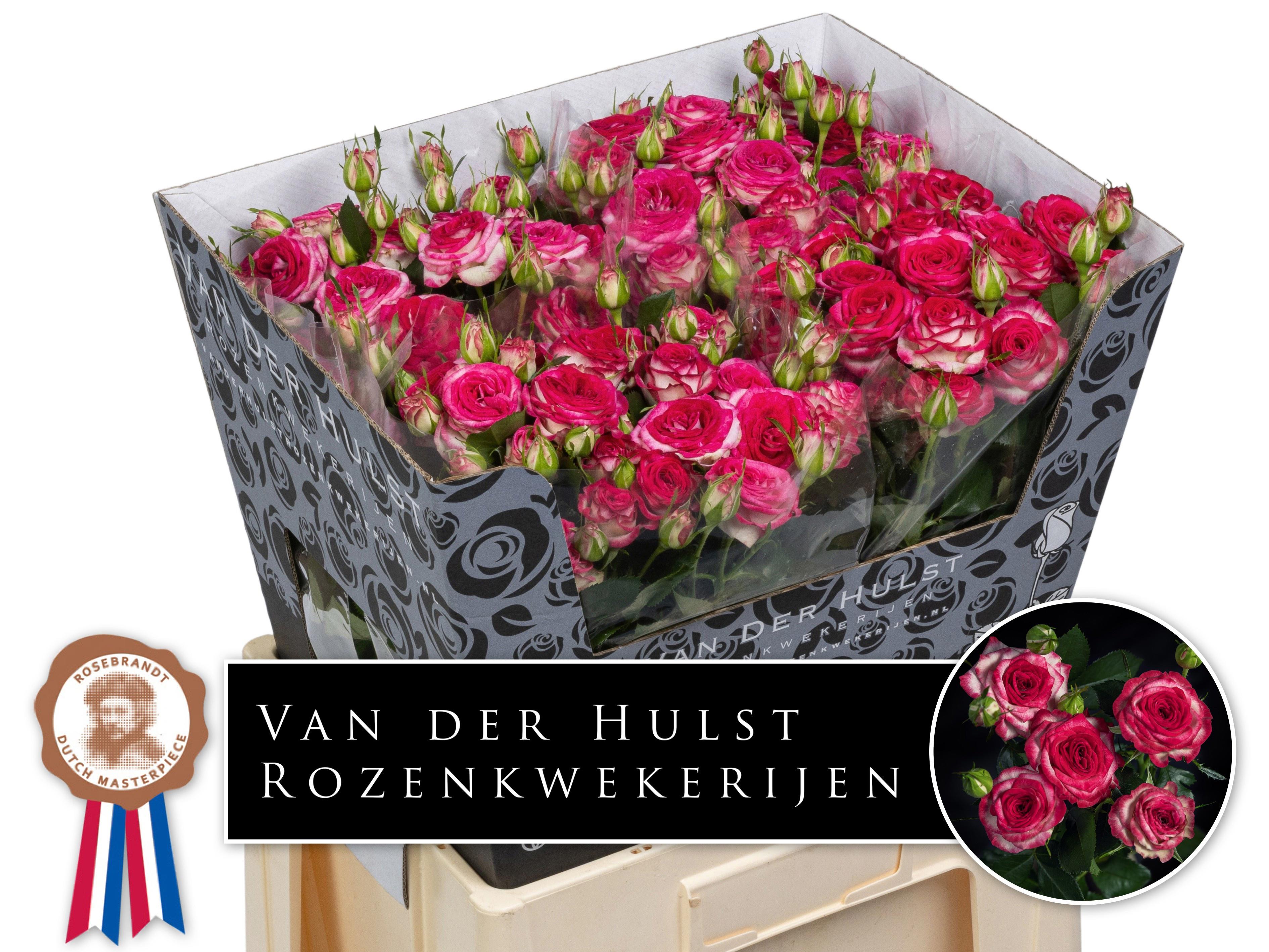 10x Rosa bonbon! 60cm