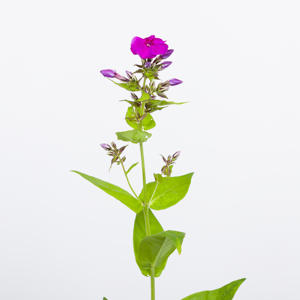 10x Phlox crissy 60cm
