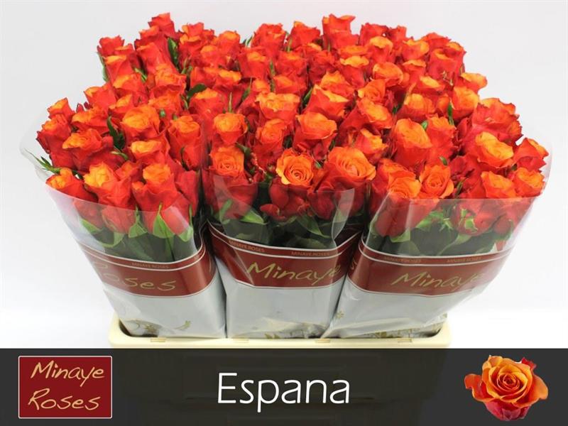20x Rosa espana 60cm