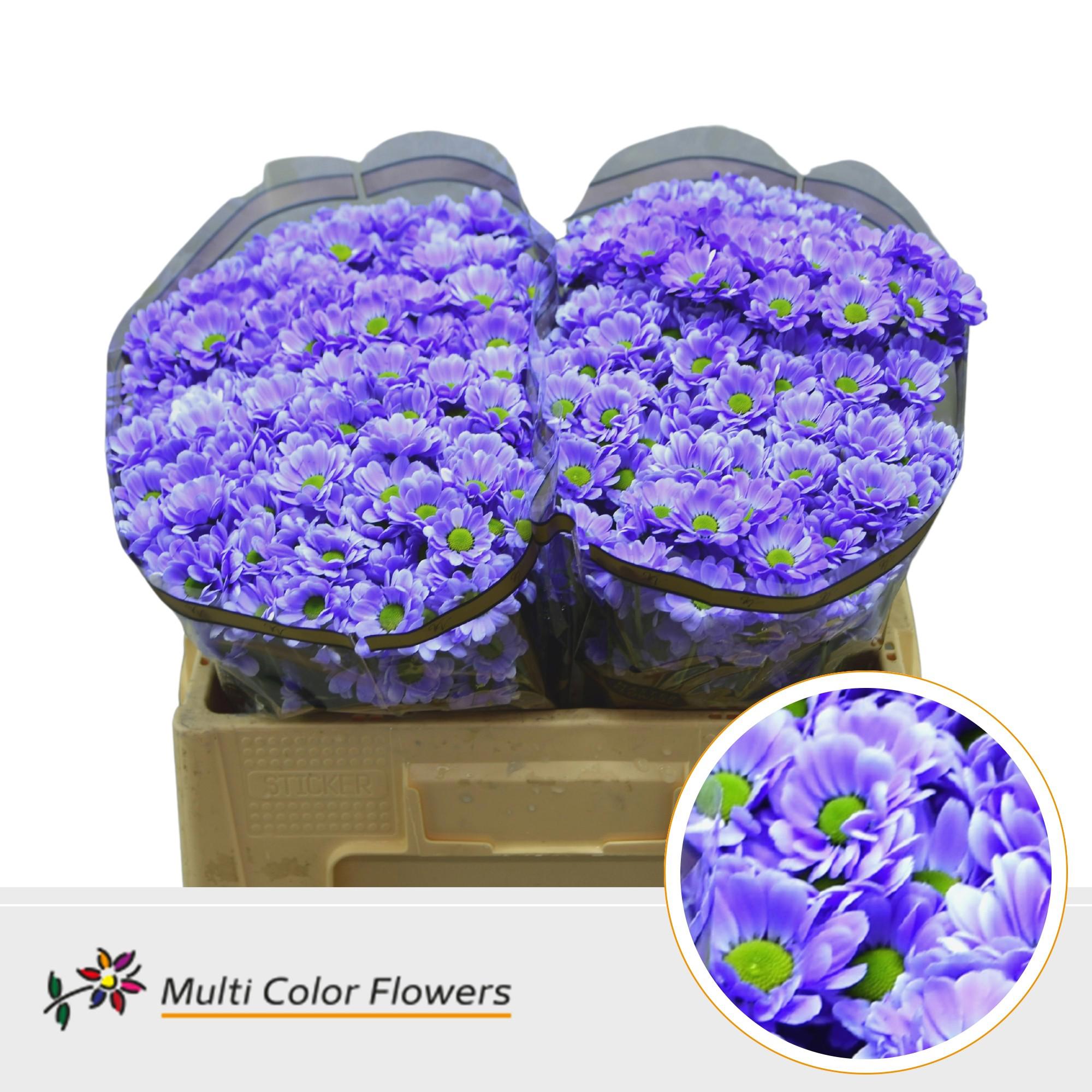 50x Chrysant san. bowie soft milka 50cm