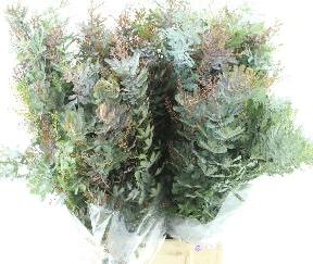 5x Acacia baileyana purpurea 60cm