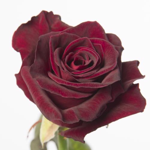 25x Rosa black baccara 60cm