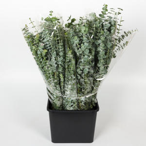 1x Sg eucalyptus baby blue 70cm