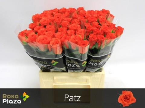 20x Rosa patz 40cm