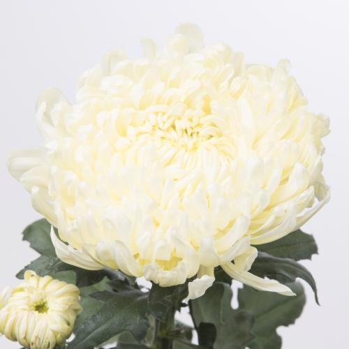 10x Chrysant fred shoesmith g 80cm