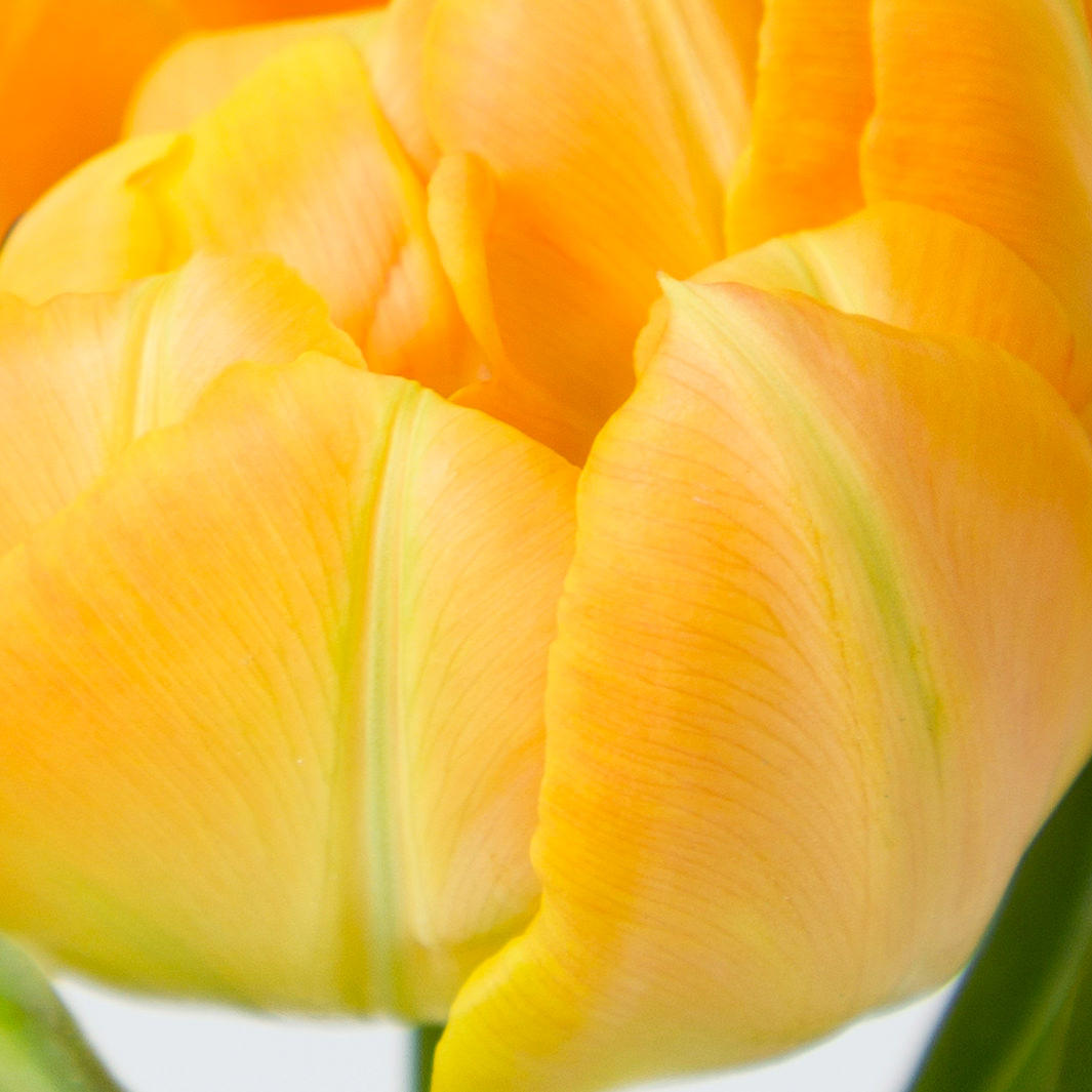 50x Tulipa monte orange du 40cm