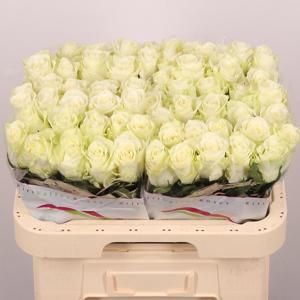 10x Rosa mia 60cm