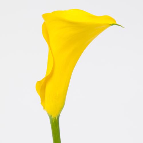 10x Zant.gold medal 60cm