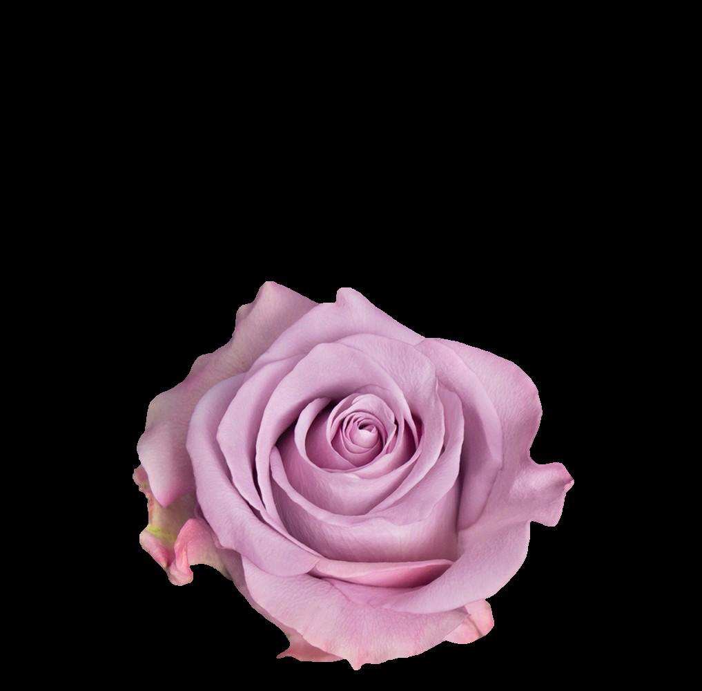 25x Rosa star platinum 60cm