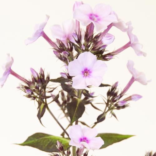 20x Phlox br.eyes 60cm